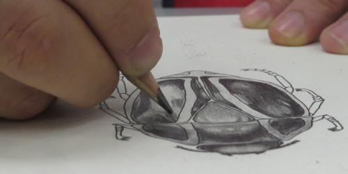 Workshop «Creación de biomimética para la ilustración científica»